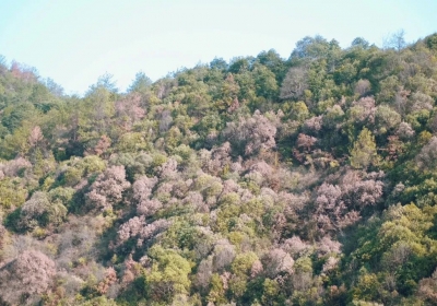 安地镇 | 金秋十月 桂花飘香