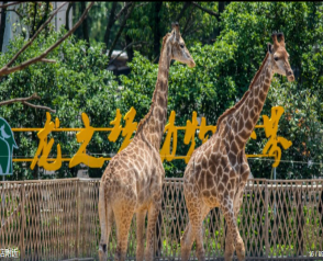 图片5