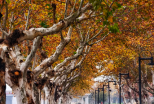 新春集市小摊主