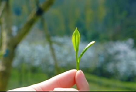 舒享五一  安脚游园